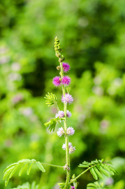 kleine paarse bloem - Foto, afbeelding