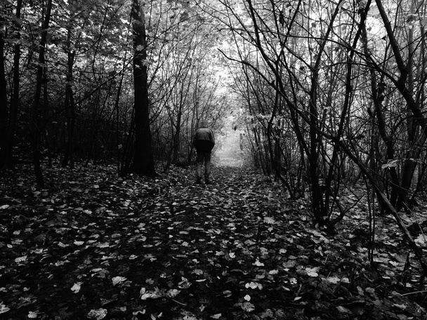 Muž v barevné lese v podzimní mlha - Fotografie, Obrázek