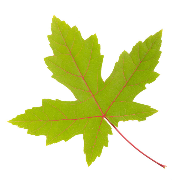 Colorful fall leaf isolated - Photo, Image