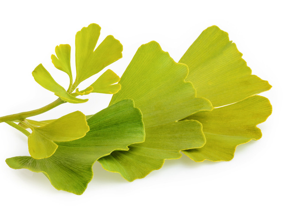 ginkgo biloba leaves isolated on white background  - Photo, Image