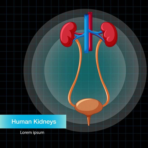 Human internal organ with kidneys and bladder illustration - Vektor, obrázek