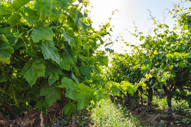 Vineyard in California. A beautiful view of a vineyard close up, California landscape - Foto, Imagem