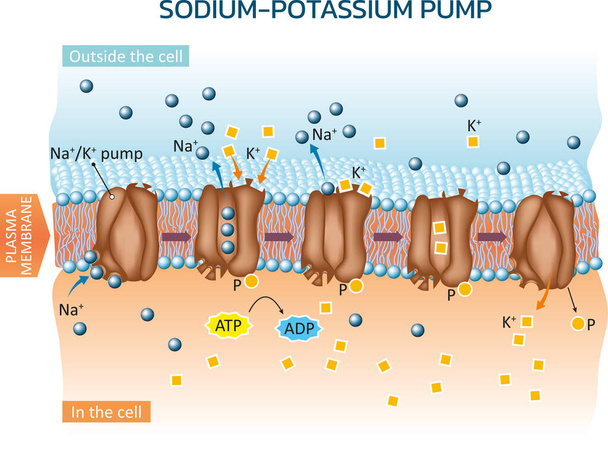 Vector illustration of an example of active transport in animal cells - sodium potassium pump. - Διάνυσμα, εικόνα