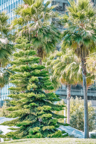 A beautiful view of the Norfolk Island pine, in the park of the city of San Francisco, the photo was processed, in pastel colors - Photo, Image