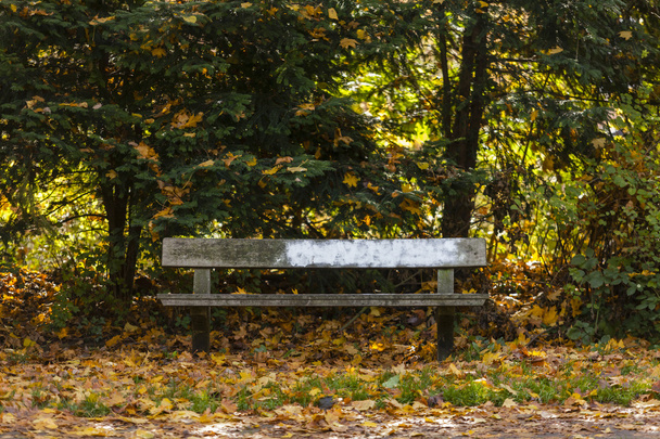 Park w jesieni - Zdjęcie, obraz