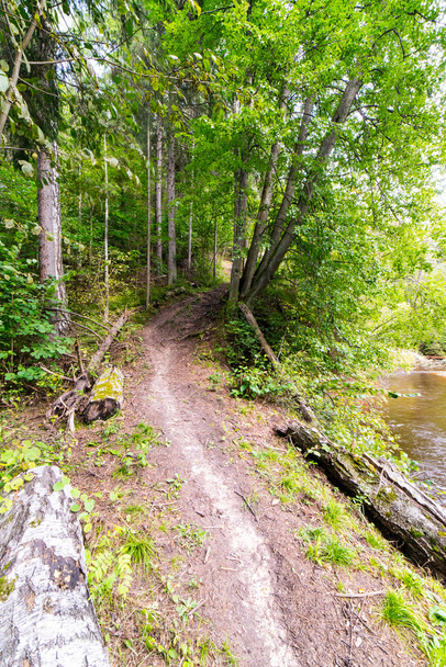 scenic and beautiful tourism trail in the woods near river  - Zdjęcie, obraz
