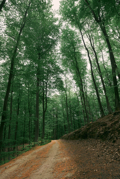 Trilho florestal no campo. Caminho off-road na floresta - Foto, Imagem