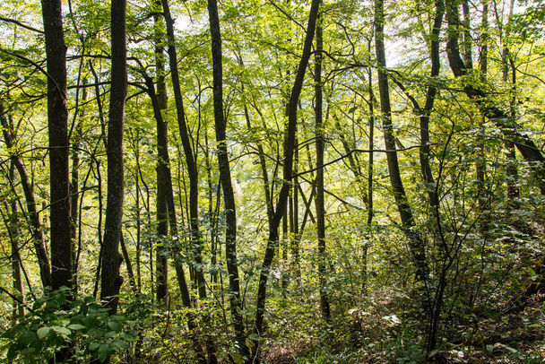 Bäume im grünen Wald mit Moos und Herbstfarben - Foto, Bild
