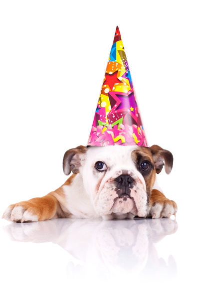 Chiot bulldog anglais portant un chapeau d'anniversaire
 - Photo, image