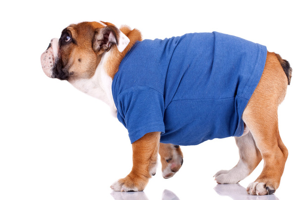 English bulldog standing and wearing nice clothes - Photo, Image