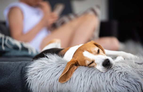 Portrait of Adult male beagle dog sleeping outdoors - Foto, imagen
