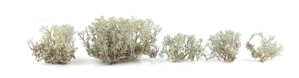 Reindeer lichen isolated on white background. Cladonia rangiferina, forest plant, common names include reindeer moss, deer moss. - Valokuva, kuva
