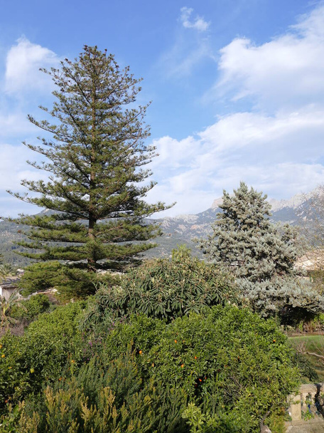 Keře a borovice v Solleru, Mallorce, na Baleárských ostrovech, ve Španělsku - Fotografie, Obrázek