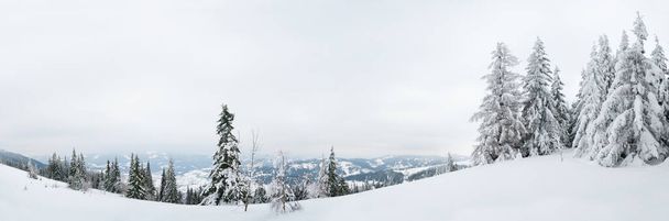 Καρπάθια βουνά, Ουκρανία. Δέντρα καλυμμένα με παγωνιά και χιόνι στα χειμερινά βουνά - Χριστουγεννιάτικο χιονισμένο φόντο - Φωτογραφία, εικόνα
