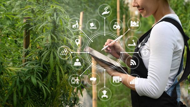 Smart farmer using tablet to monitor control marijuana or cannabis plantation in greenhouse. Agriculture and herbal medicine. - Photo, image