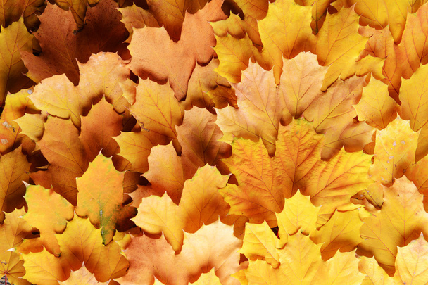 Background  of autumn leaves - Foto, immagini