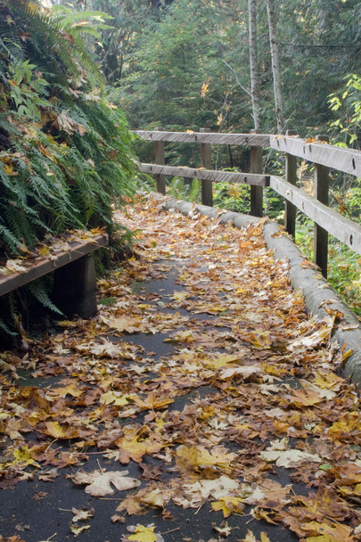 Fall walkway - Фото, изображение