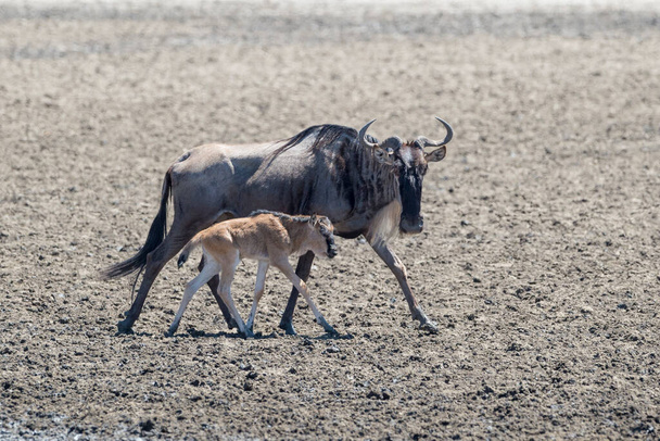 Блу Вілдебест (Connochaetes taurinus) - мати, що ходить разом з новонародженим дитинчам на сушеному болоті в Танзанії.. - Фото, зображення