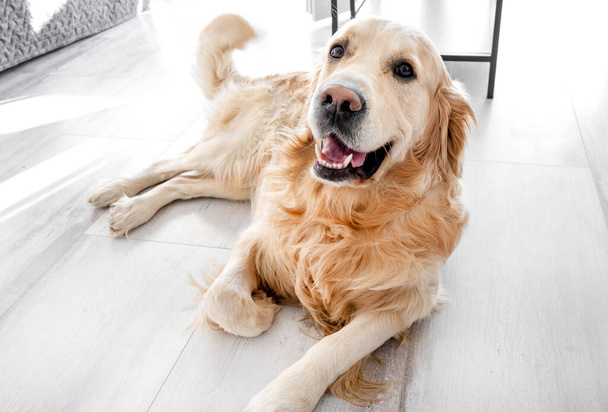 Golden retriever dog lying on floor - Zdjęcie, obraz
