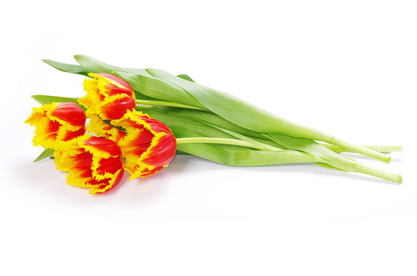 Tulips on white - Photo, image