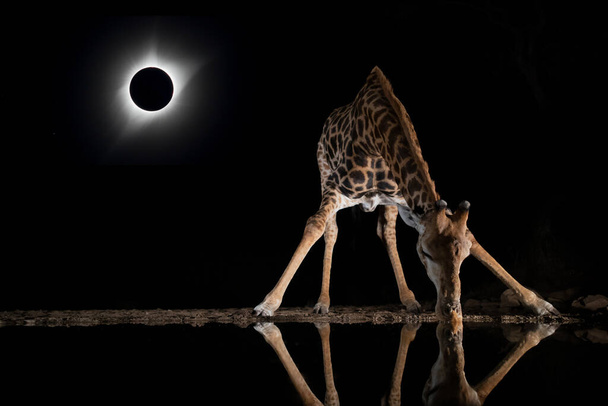 Giraffe drinking from a pool during a solar eclipse - Foto, Imagen