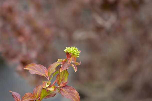 Dogwood Midwinter Fire flower buds - Latin name - Cornus sanguinea Midwinter Fire - Zdjęcie, obraz