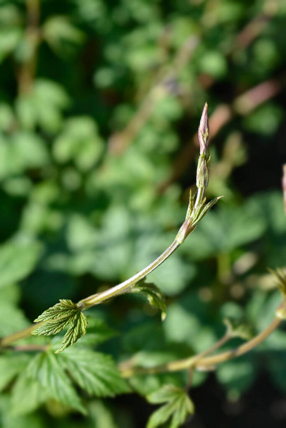 Common hop shoot with new leaves - Latin name - Humulus lupulus - 写真・画像