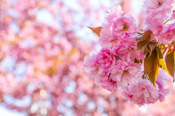 Sakura tree with beautiful pink flowers outdoors, closeup. Space for text - Zdjęcie, obraz