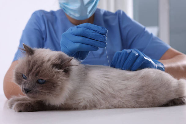 Veterinary holding acupuncture needle near cat's back in clinic, closeup. Animal treatment - Valokuva, kuva
