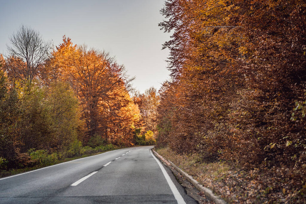 Beautiful autumn view of yellow trees, road and mountains, Montenegro - Φωτογραφία, εικόνα