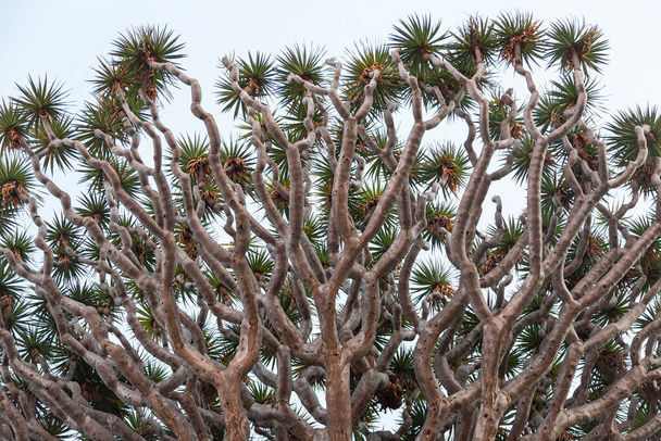 details of the Dragon's Blood Tree on the island of Tenerife, Spain - Φωτογραφία, εικόνα