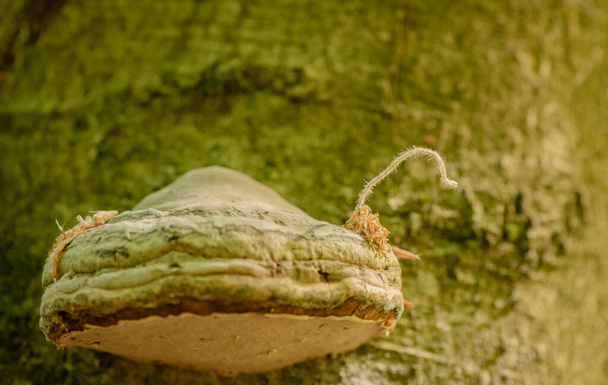 Tree fungus parasitic chaga on a beech trunk - Foto, Bild