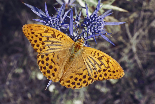 male specimen of silver-washed fritillary butterfly, Argynnis paphia, Nymphalidae, rests on a italian eryngo plant - Photo, Image