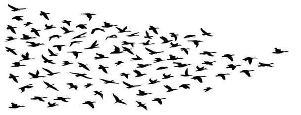 vectorillustratie van een zwerm vogels vliegen. - Vector, afbeelding