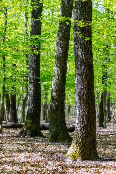 Green oak forest in spring time - Foto, Imagem