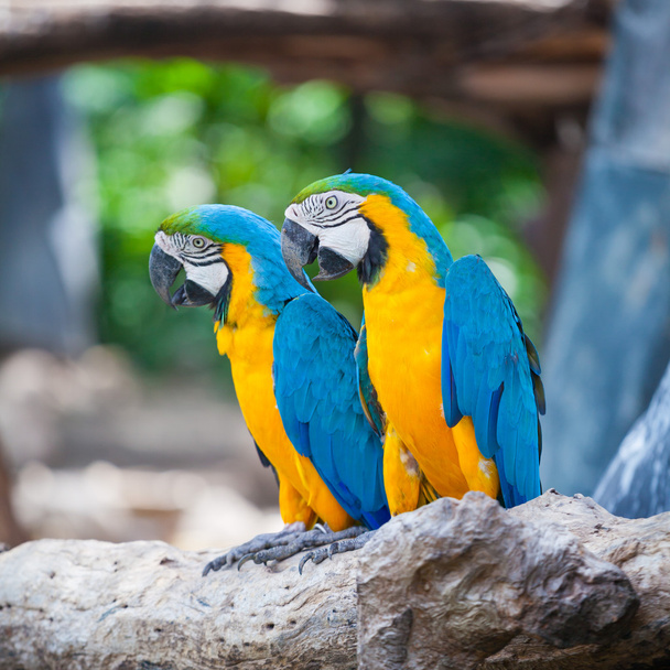 Çift Amerika papağanı - Fotoğraf, Görsel