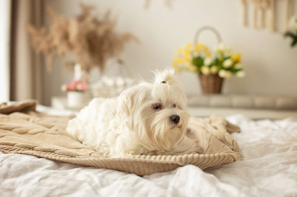 Maltese dog, cute pet dog, lying in bed and looking at camera, boho style room - Φωτογραφία, εικόνα