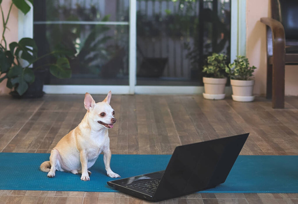 Portret psa Chihuahua siedzącego na niebieskiej macie do jogi na balkonie z komputerowym notebookiem, uśmiechającego się szczęśliwie. - Zdjęcie, obraz