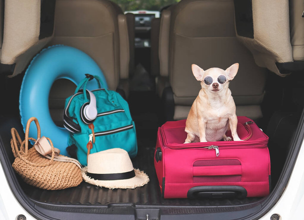 Porträt eines braunen Chihuahua-Hundes mit kurzen Haaren und Sonnenbrille, der mit Reiseaccessoires im Kofferraum sitzt. Reisekonzept. - Foto, Bild