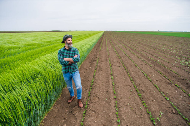 Happy farmer is standing beside  his growing wheat field. - Foto, afbeelding
