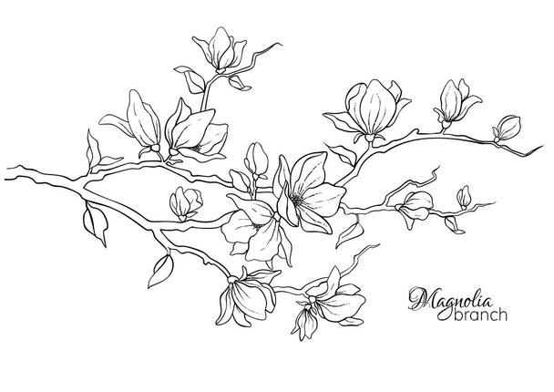 Ανθισμένα κλαδιά μανόλιας. Ανοιξιάτικα λουλούδια Εικονογράφηση διανύσματος - Διάνυσμα, εικόνα