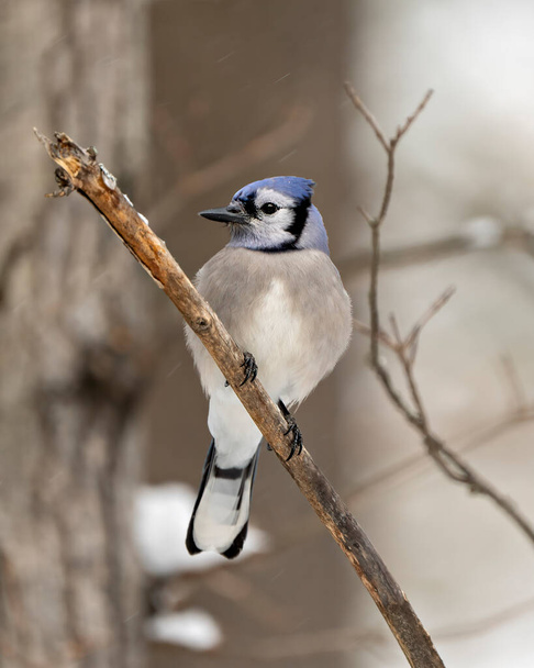 Blue Jay bird close-up perched on a branch with a blur forest background in the winter season environment and habitat surrounding displaying blue feather plumage wings. Picture. Portrait. - Фото, изображение