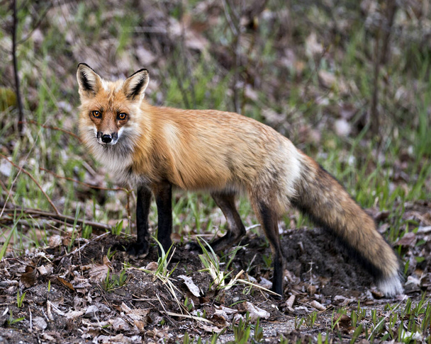 Red fox close-up profile side view looking at camera with a blur foliage background in its environment and habitat. Fox Image. Picture. Portrait. - Фото, изображение