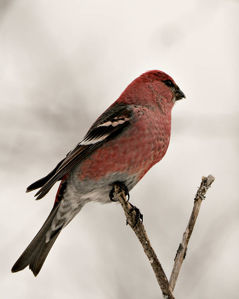 Pine Grosbeak close-up profile view, perched  with a blur background in its environment and habitat displaying red feather plumage. Image. Picture. Portrait. Grosbeak Stock Photo. - Zdjęcie, obraz