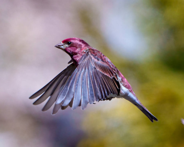 Finch male flying with its beautiful red colour spread wings with a blur background in its environment and habitat surrounding. Bird flight. Purple Finch Portrait and Picture. - Φωτογραφία, εικόνα