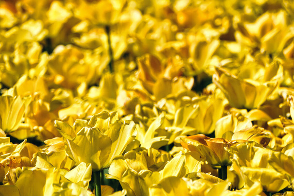 Molti tulipani gialli in giardino
 - Foto, immagini