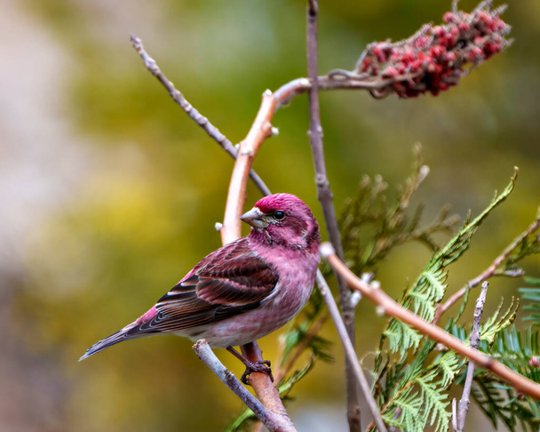 Finch male close-up profile view, perched on a stag horn branch displaying red colour plumage with a blur coniferous forest background in its environment and habitat surrounding. Purple Finch Photo and Image. - Fotoğraf, Görsel