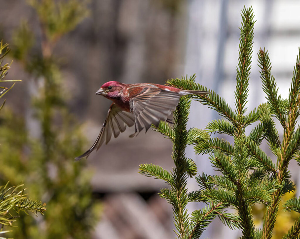 Güzel kırmızı renginde uçan Finch erkeği çevresi ve çevresi bulanık kanatları ile birlikte uçuyor. Kuş uçuşu. Mor Finch Fotoğraf ve Görüntü. - Fotoğraf, Görsel