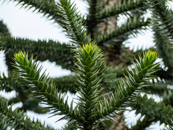 Chilean Araucaria, also called Andenfir, Chilean Spruce, Snake Tree, Rock Spruce, Monkey Tail, Chilean Ornamental Spruce, or Puzzle Monkey Tree. - Zdjęcie, obraz