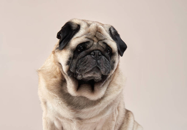 Happy dog. pug on a beige background in the studio. - 写真・画像